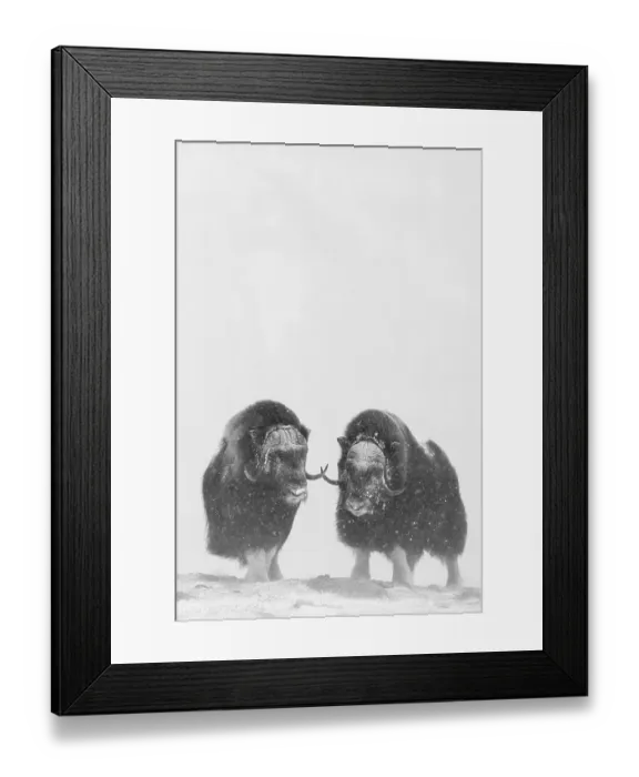 Framed Print : Muskoxen (Ovibos moschatus) in a snow storm Framed Print : Muskoxen (Ovibos moschatus) in a snow storm