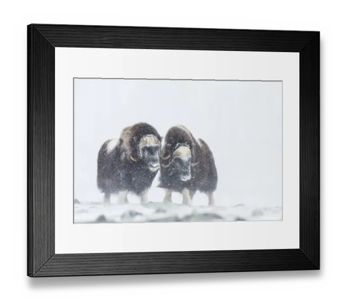 Framed Print : Muskoxen (Ovibos moschatus) in a snow storm