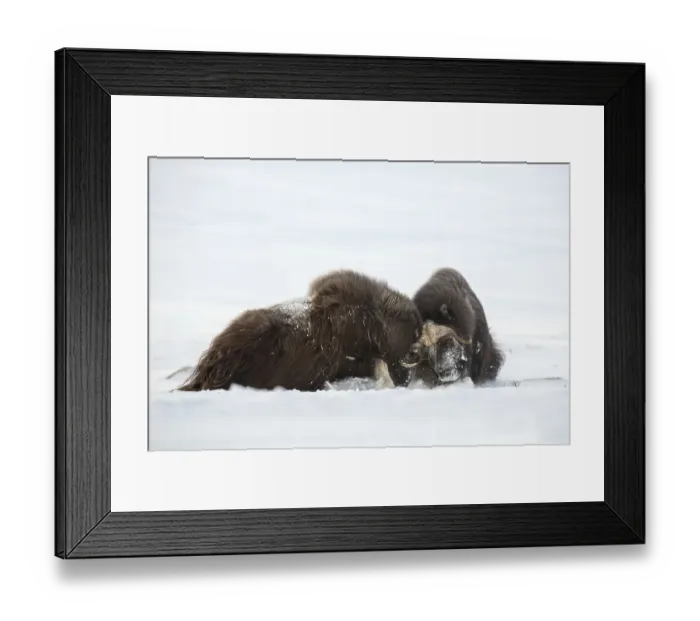 Framed Print : Muskoxen (Ovibos moschatus) fighting