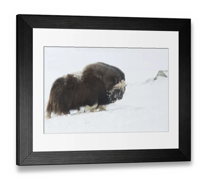 Framed Print : Muskoxen (Ovibos moschatus) fighting