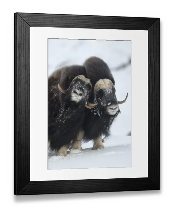 Framed Print : Muskoxen (Ovibos moschatus) fighting