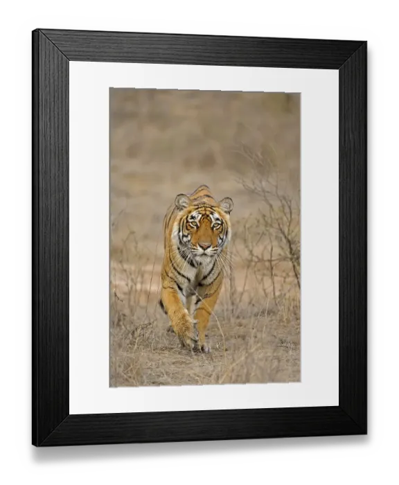 Framed Print : Indian or Bengal Tiger (Panthera tigris tigris) Framed Print : Indian or Bengal Tiger (Panthera tigris tigris)