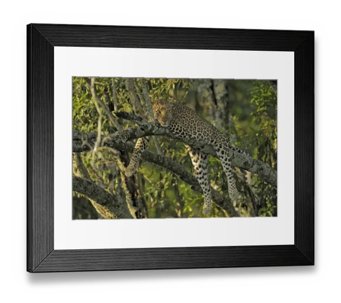 Framed Print : African Leopard (Panthera pardus pardus) resting on the branch of a tree