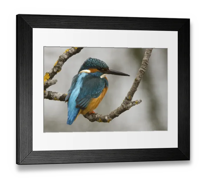 Framed Print : Kingfisher (Alcedo atthis), Stans