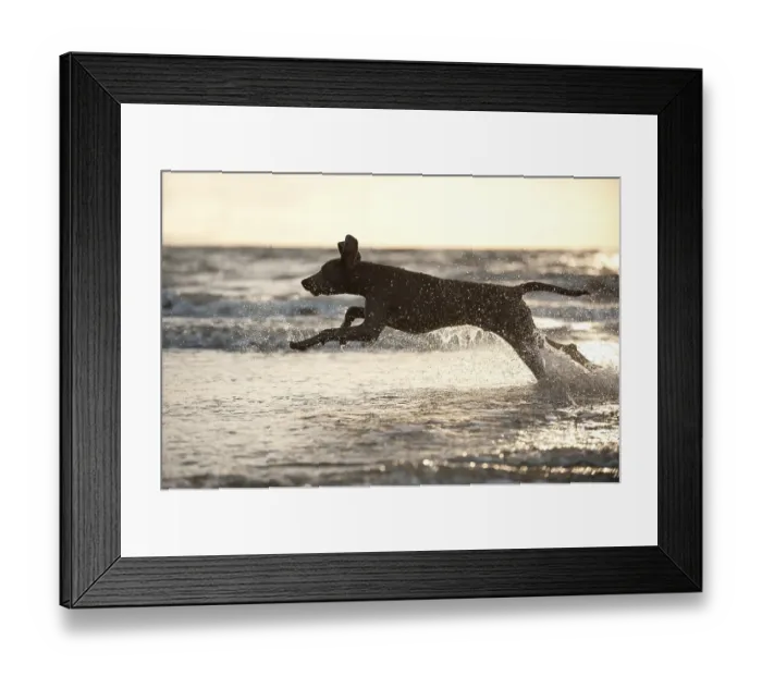 Framed Print : Weimaraner running in the water, St
