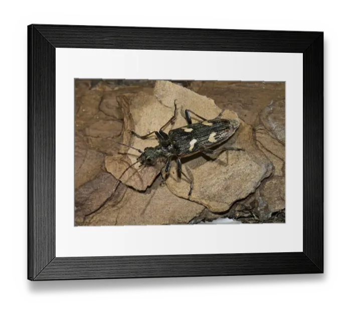 Framed Print : Two-banded longhorn beetle (Rhagium bifasciatum)