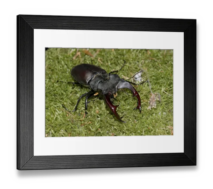 Framed Print : Stag beetle (Lucanus cervus), male Framed Print : Stag beetle (Lucanus cervus), male