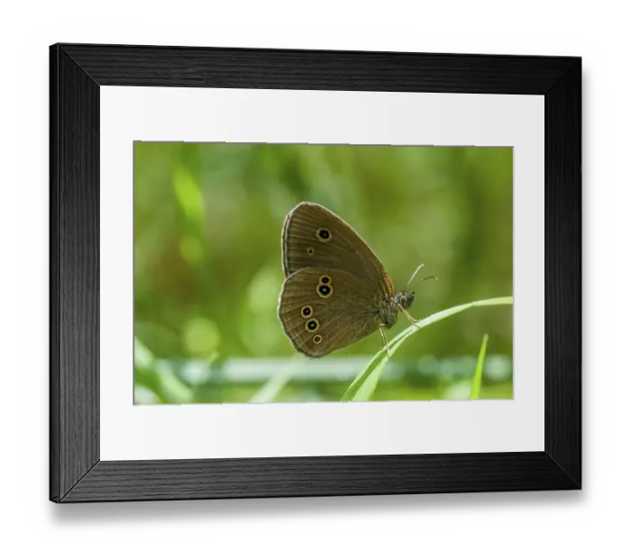 Framed Print : Ringlet (Aphantopus hyperanthus)