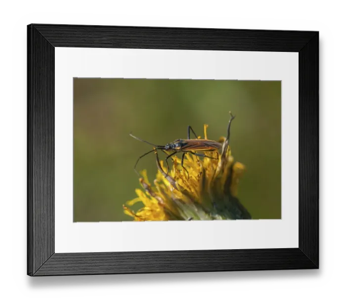Framed Print : Meadow Plant Bug (Leptopterna dolabrata) Framed Print : Meadow Plant Bug (Leptopterna dolabrata)
