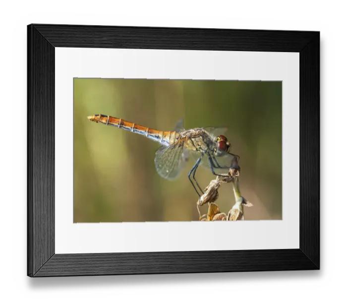 Framed Print : Vagrant Darter (Sympetrum vulgatum)