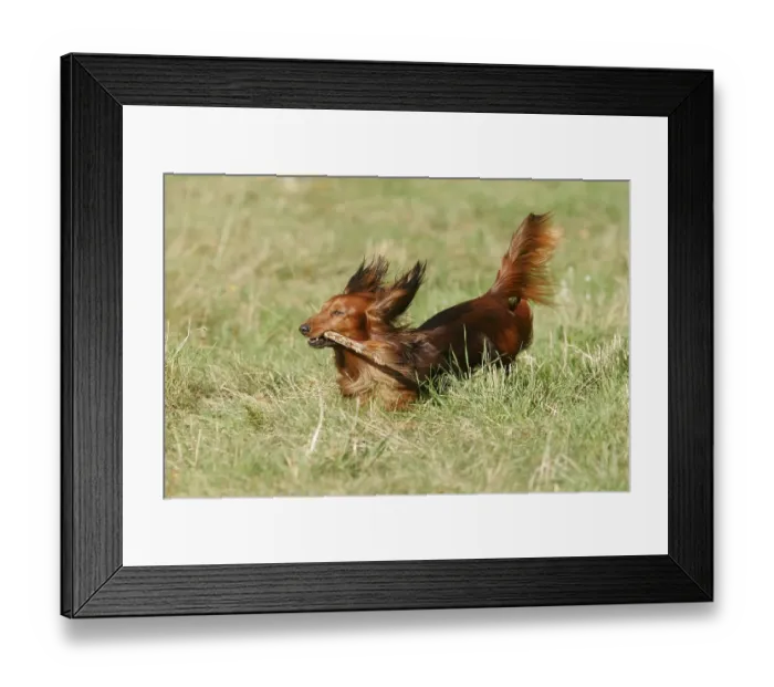Framed Print : A dachshund plays with a stick in a meadow