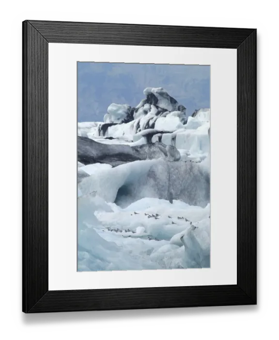 Framed Print : Arctic Tern on a iceberg glacier lake Joekulsarlon Iceland