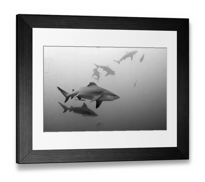 Framed Print : Bull sharks, Carcharhinus leucas