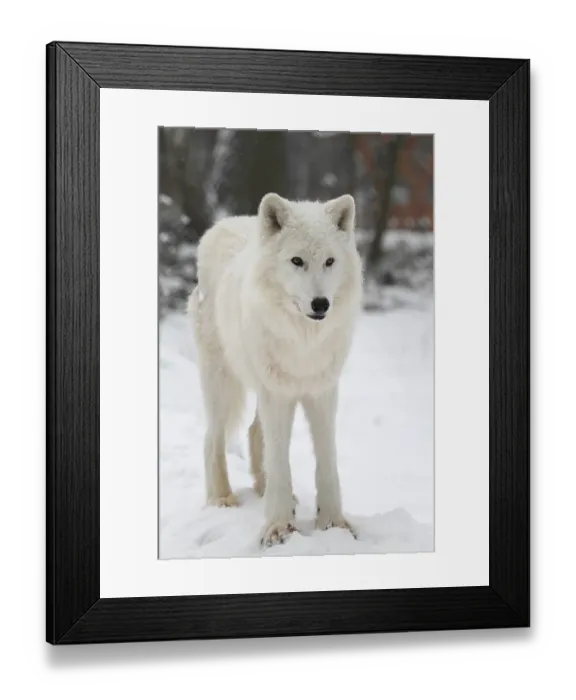 Framed Print : White Wolf (Canis lupus) Framed Print : White Wolf (Canis lupus)