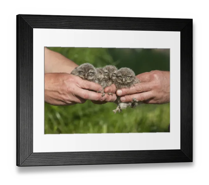 Framed Print : Little Owl, chick (Athena noctua)