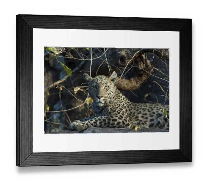 Framed Print : Leopard (Panthera pardus), Savute Framed Print : Leopard (Panthera pardus), Savute