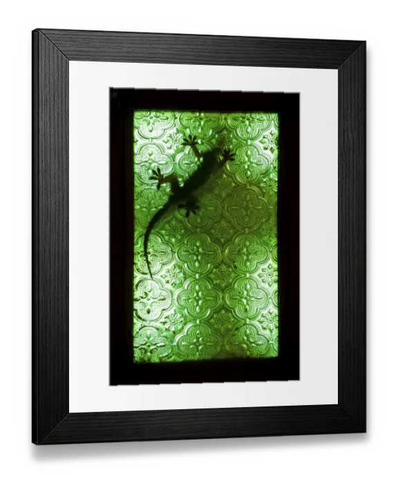 Framed Print : A gecko on a window of green glass Framed Print : A gecko on a window of green glass