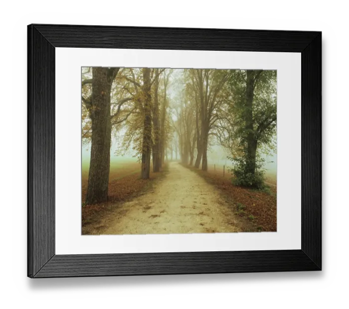 Framed Print : Avenue of trees in the Royal Park of Inzigkofen