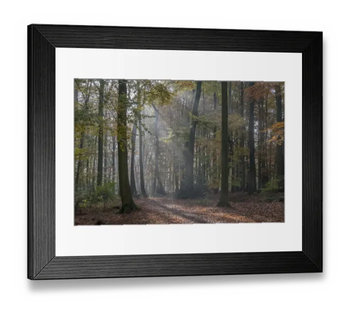 Framed Print : Beech forest in autumn with sun rays