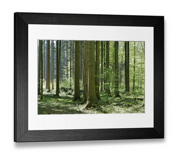 Framed Print : Forest deciduous forest in spring