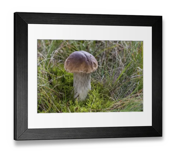 Framed Print : Porcini Mushroom (Boletus edulis)