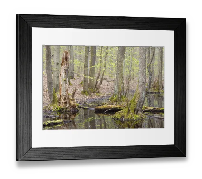 Framed Print : Alder scrub forest, black alders (Alnus glutinosa) standing in the water Framed Print : Alder scrub forest, black alders (Alnus glutinosa) standing in the water
