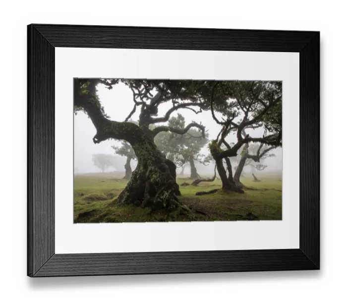 Framed Print : Laurel trees overgrown with moss and plants in the mist