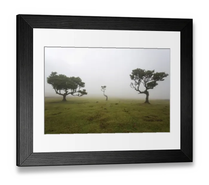 Framed Print : Laurel trees overgrown with moss and plants in the mist