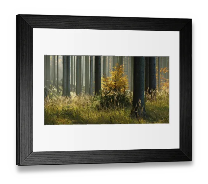 Framed Print : Sunny spruce forest in autumn, eastern Harz foreland