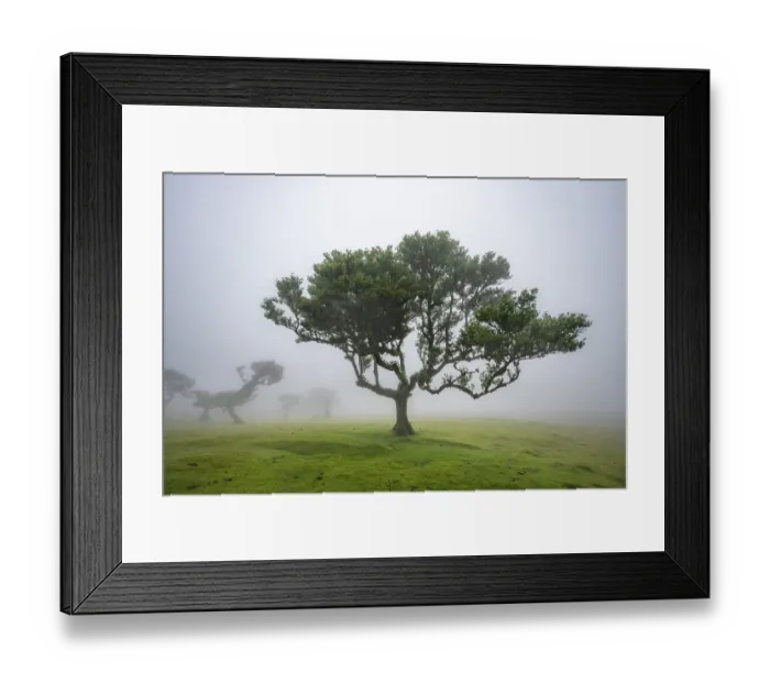 Framed Print : Stinkwood (Ocotea foetens) overgrown with moss and plants in the mist Framed Print : Stinkwood (Ocotea foetens) overgrown with moss and plants in the mist