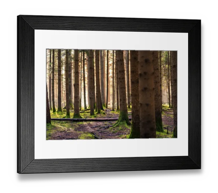 Framed Print : Sunbeams fall into a pine forest and create a calming ambience Framed Print : Sunbeams fall into a pine forest and create a calming ambience