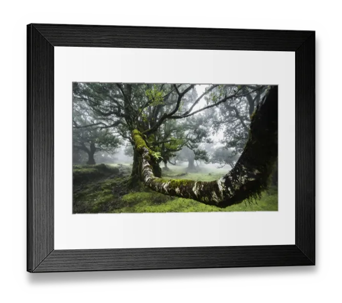 Framed Print : Laurel trees overgrown with moss and plants in the mist
