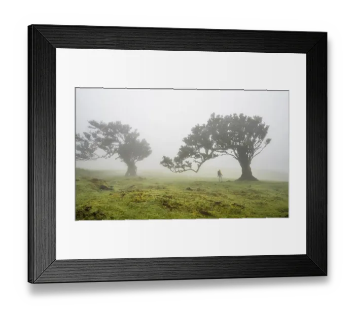 Framed Print : Laurel trees overgrown with moss and plants in the mist