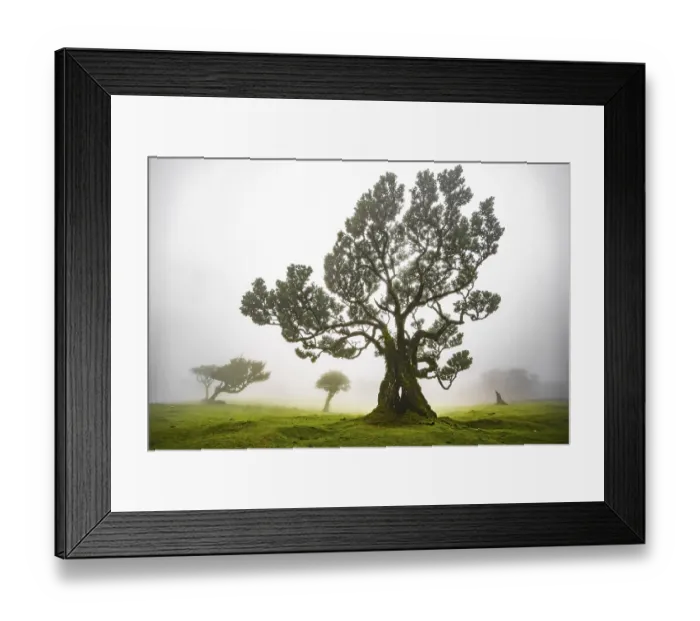 Framed Print : Laurel trees overgrown with moss and plants in the mist Framed Print : Laurel trees overgrown with moss and plants in the mist