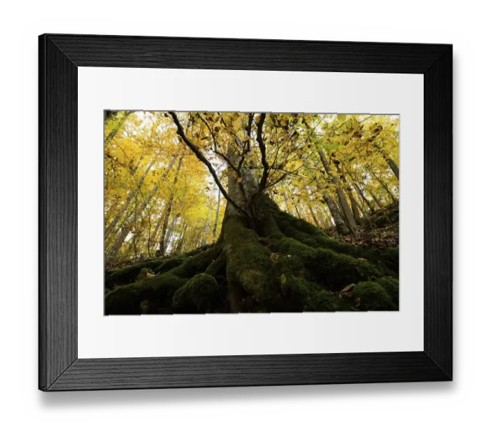 Framed Print : Old beech, autumn forest, Swabian Alb Framed Print : Old beech, autumn forest, Swabian Alb