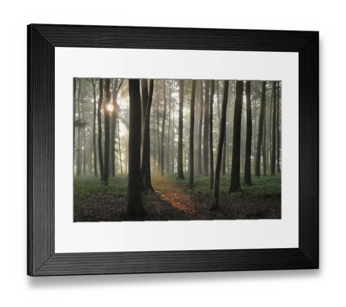 Framed Print : European Beeches (Fagus sylvatica)