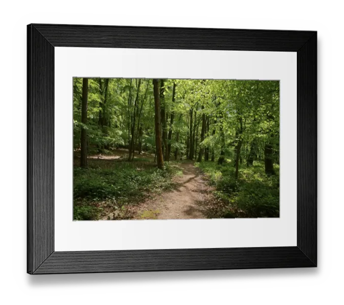 Framed Print : Forest path, deciduous forest, spring Framed Print : Forest path, deciduous forest, spring
