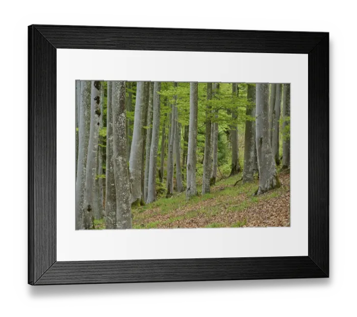Framed Print : Copper beech, forest, forest floor Framed Print : Copper beech, forest, forest floor