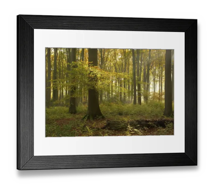 Framed Print : Sunrays in the autumnally coloured deciduous forest from Common beech (Fagus sylvatica) Framed Print : Sunrays in the autumnally coloured deciduous forest from Common beech (Fagus sylvatica)