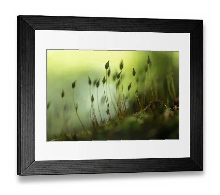 Framed Print : Beech (Fagus) saplings on forest floor in morning light Framed Print : Beech (Fagus) saplings on forest floor in morning light