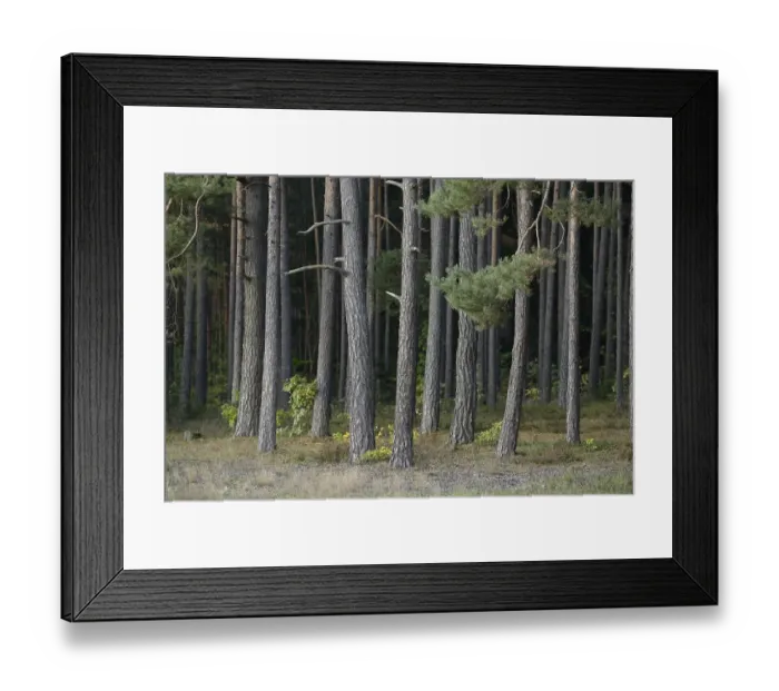 Framed Print : Dense forest of tall pine trees with green foliage and brown trunks