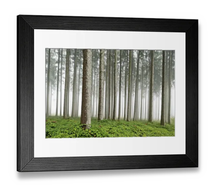Framed Print : Foggy coniferous forest, Horben Framed Print : Foggy coniferous forest, Horben
