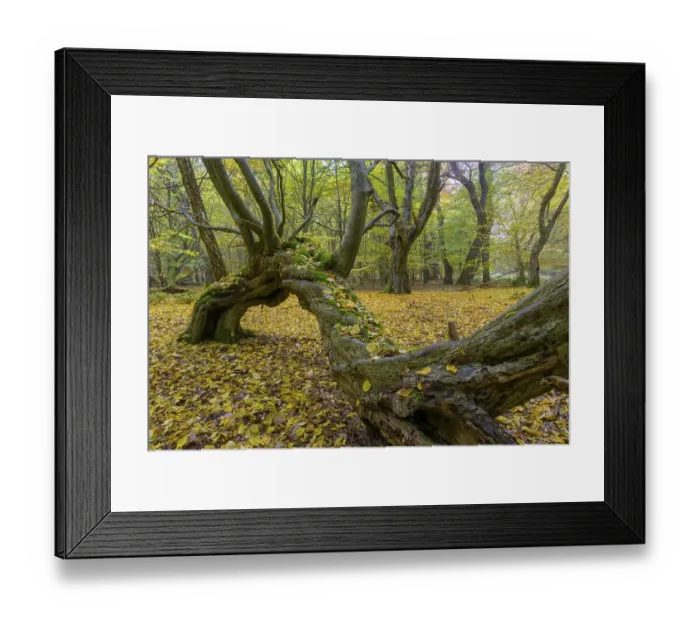Framed Print : Autumn in the jungle Baumweg, forest