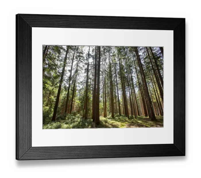 Framed Print : Sunbeams penetrate a spruce forest Framed Print : Sunbeams penetrate a spruce forest