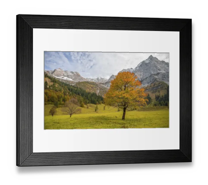 Framed Print : Maple tree with autumn leaves, autumn landscape in Risstal with Spritzkarspitze