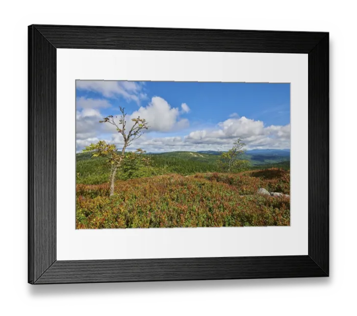 Framed Print : Vegetation with Norway spruce (Picea abies) and colored European blueberry (Vaccinium myrtillus) Framed Print : Vegetation with Norway spruce (Picea abies) and colored European blueberry (Vaccinium myrtillus)