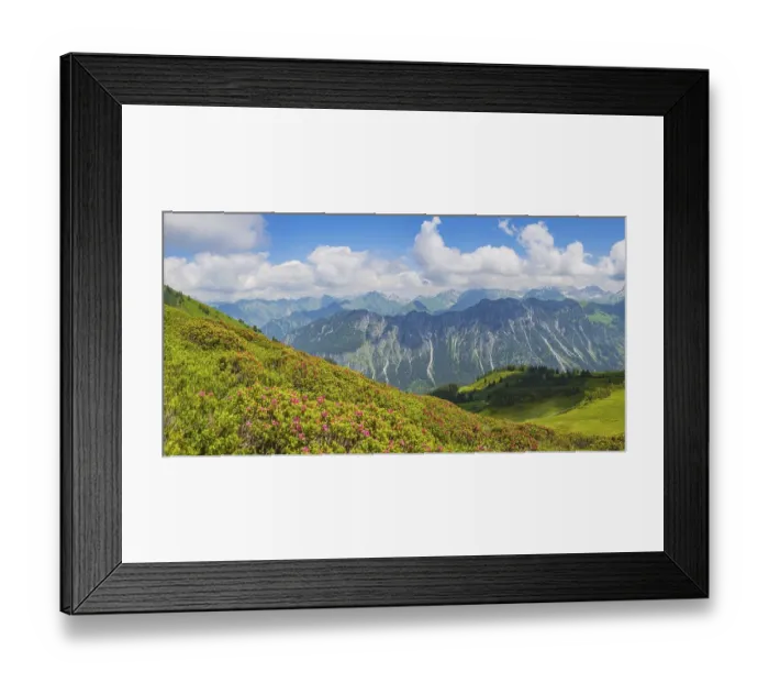 Framed Print : Alpine rose blossom, panorama from Fellhorn Framed Print : Alpine rose blossom, panorama from Fellhorn