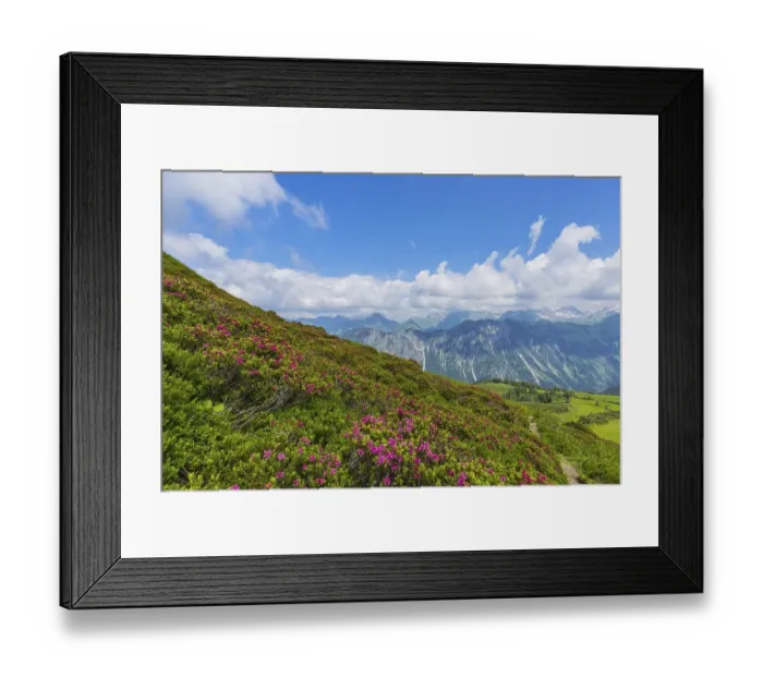 Framed Print : Alpine rose blossom, panorama from Fellhorn