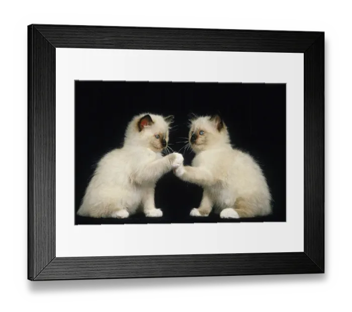 Framed Print : BIRMAN DOMESTIC CAT, PLAYING KITTEN AGAINST BLACK BACKGROUND Framed Print : BIRMAN DOMESTIC CAT, PLAYING KITTEN AGAINST BLACK BACKGROUND