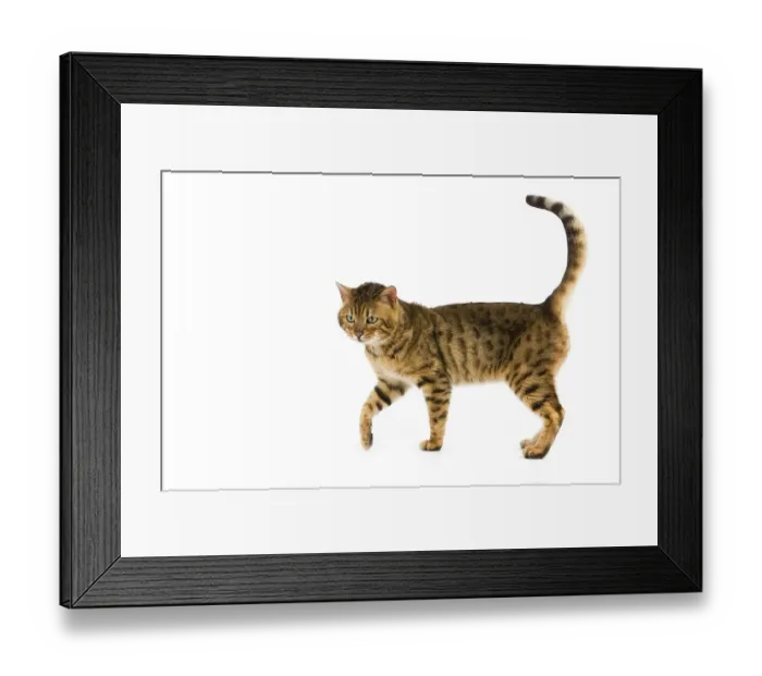 Framed Print : BROWN DUCKED BENGALIAN CAT, adult BEFORE WHITE BACKGROUND Framed Print : BROWN DUCKED BENGALIAN CAT, adult BEFORE WHITE BACKGROUND